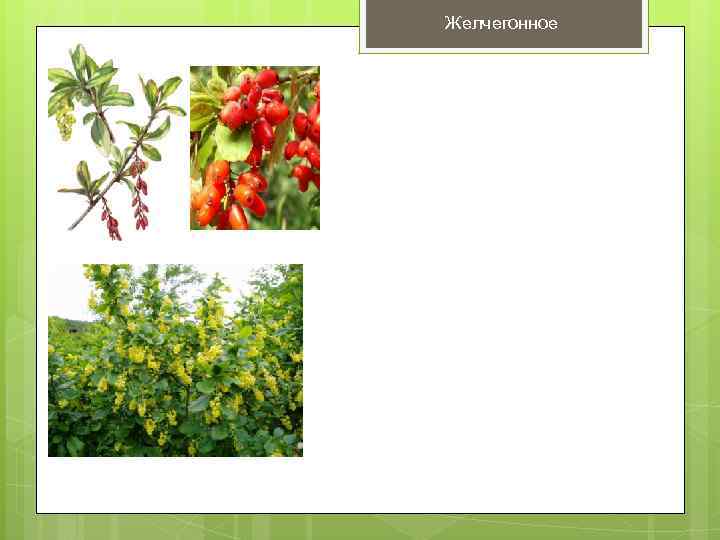 Желчегонное 