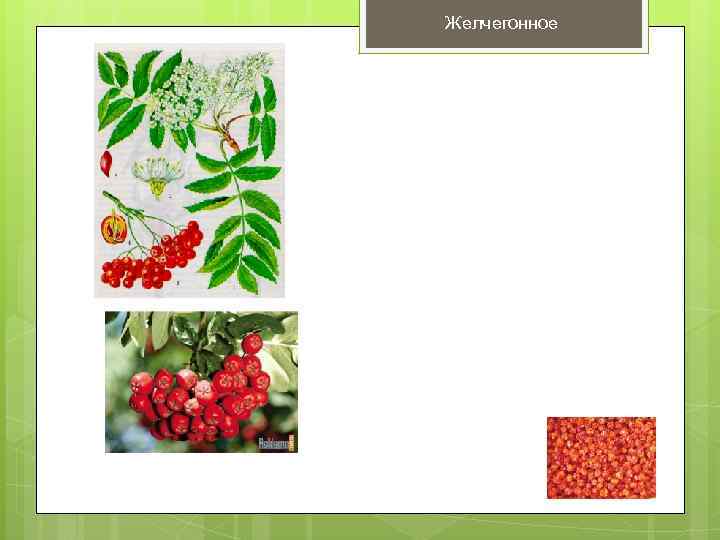 Желчегонное 