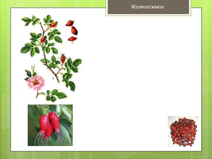 Желчегонное 