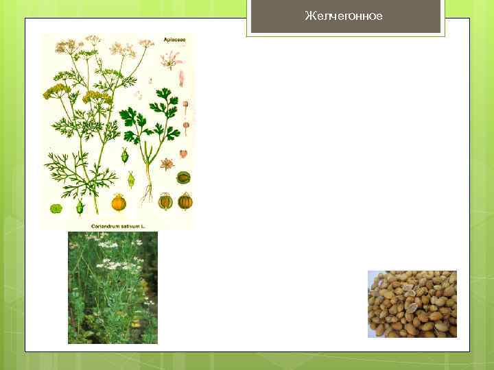 Желчегонное 