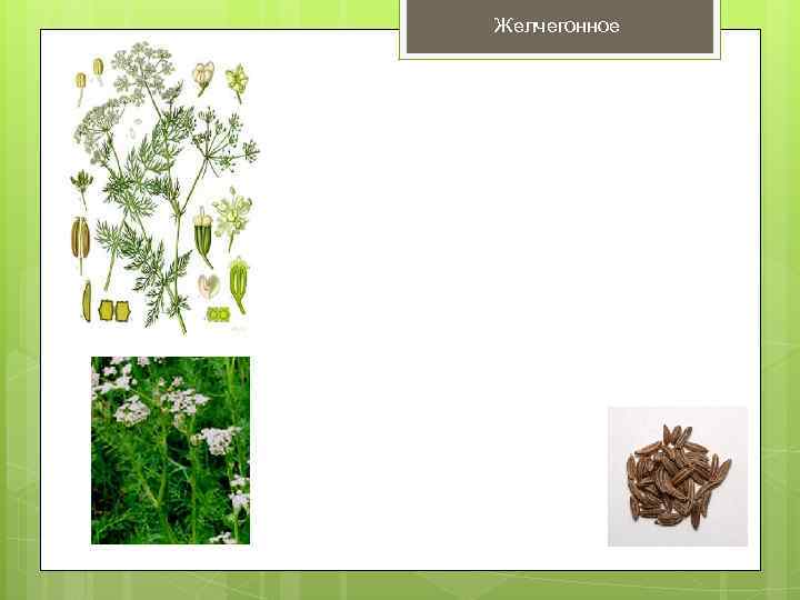 Желчегонное 