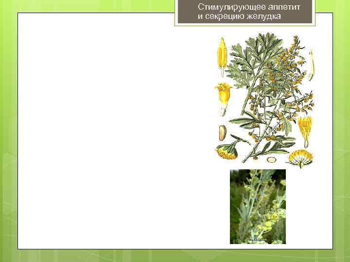 Стимулирующее аппетит и секрецию желудка 