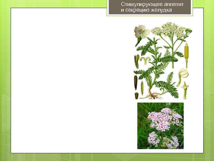 Стимулирующее аппетит и секрецию желудка 