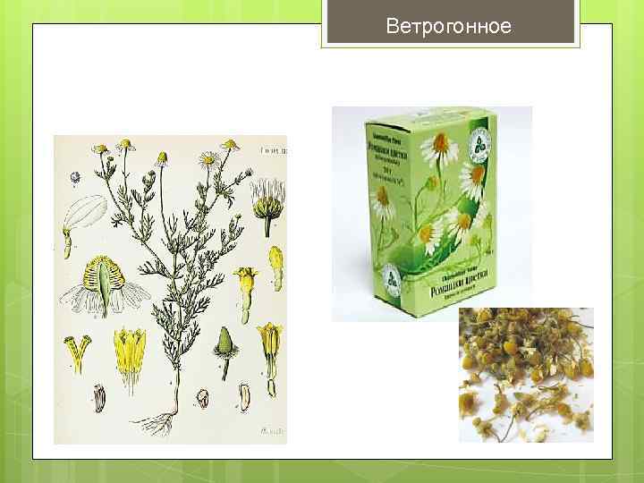 Ветрогонное 