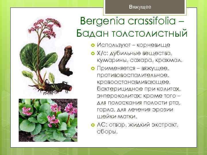 Цветок бадан фото и описание лечебные свойства