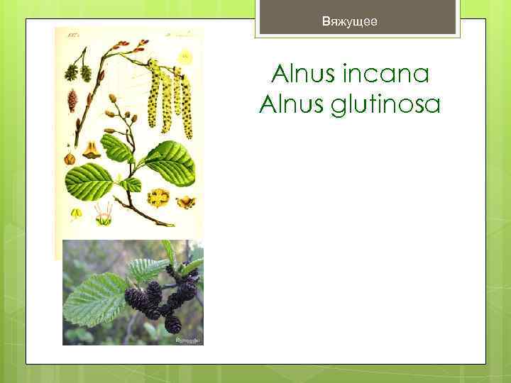  Вяжущее Alnus incana Alnus glutinosa 