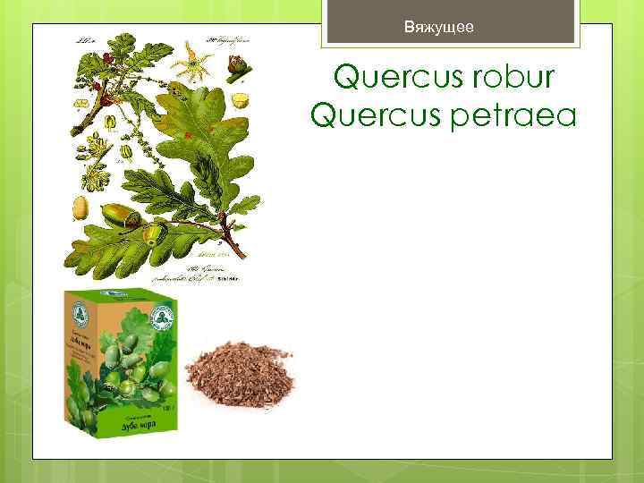  Вяжущее  Quercus robur Quercus petraea 