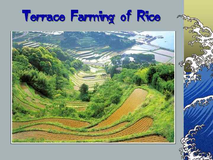 Terrace Farming of Rice 