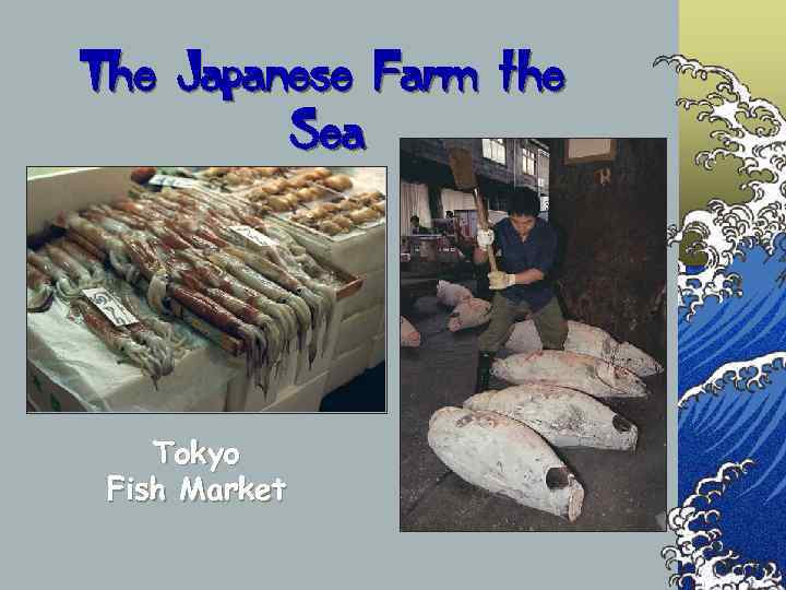The Japanese Farm the   Sea   Tokyo Fish Market 