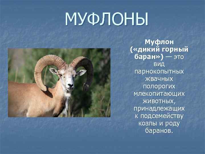 МУФЛОНЫ   Муфлон  ( «дикий горный  баран» ) — это 