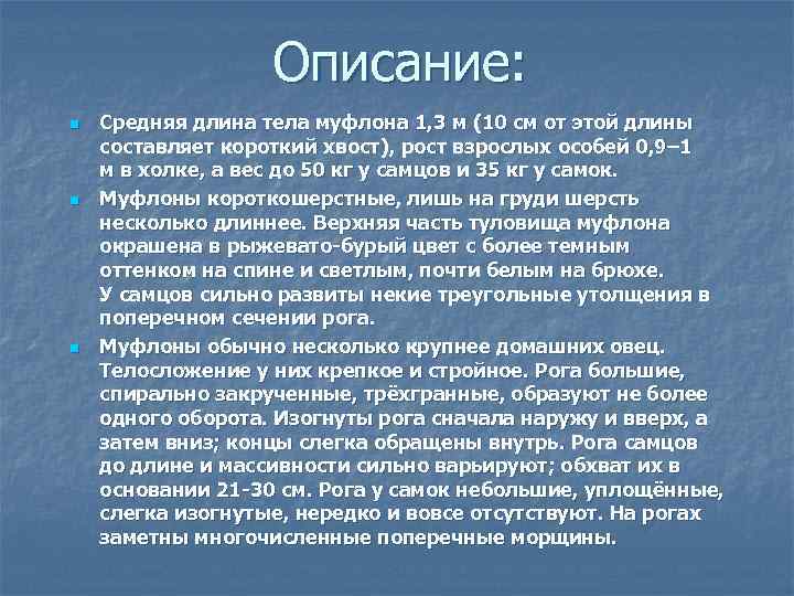     Описание: n  Средняя длина тела муфлона 1, 3 м
