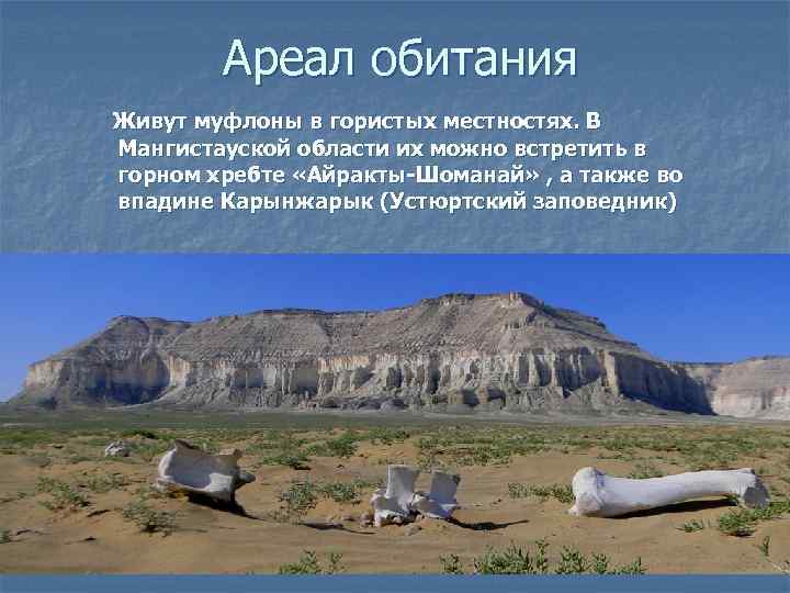    Ареал обитания  Живут муфлоны в гористых местностях. В  Мангистауской