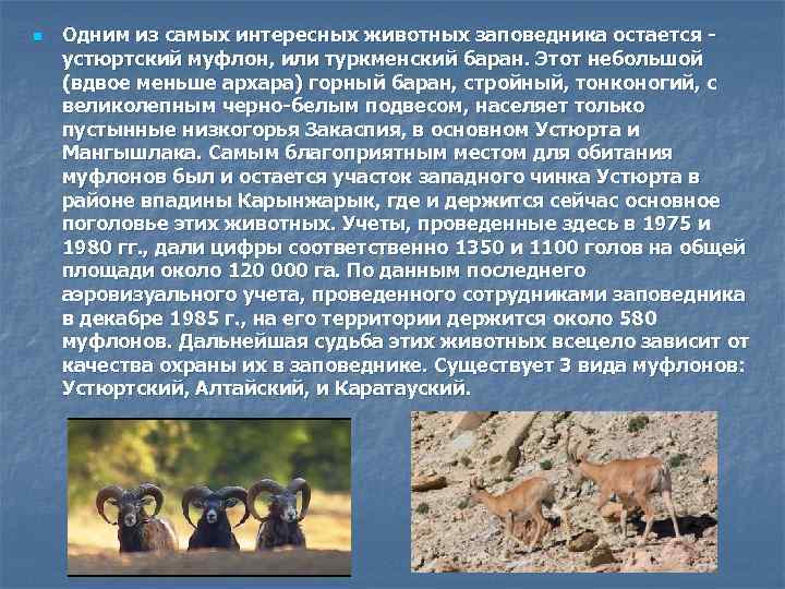 n  Одним из самых интересных животных заповедника остается - устюртский муфлон, или туркменский