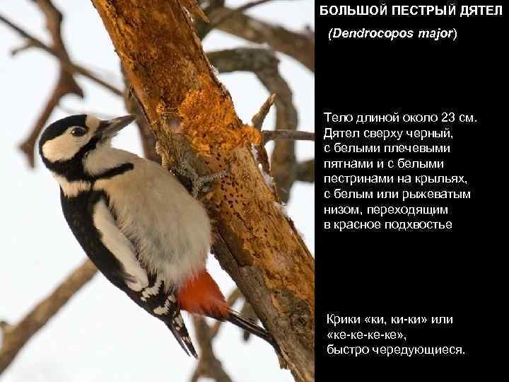БОЛЬШОЙ ПЕСТРЫЙ ДЯТЕЛ (Dendrocopos major) Тело длиной около 23 см.  Дятел сверху черный,