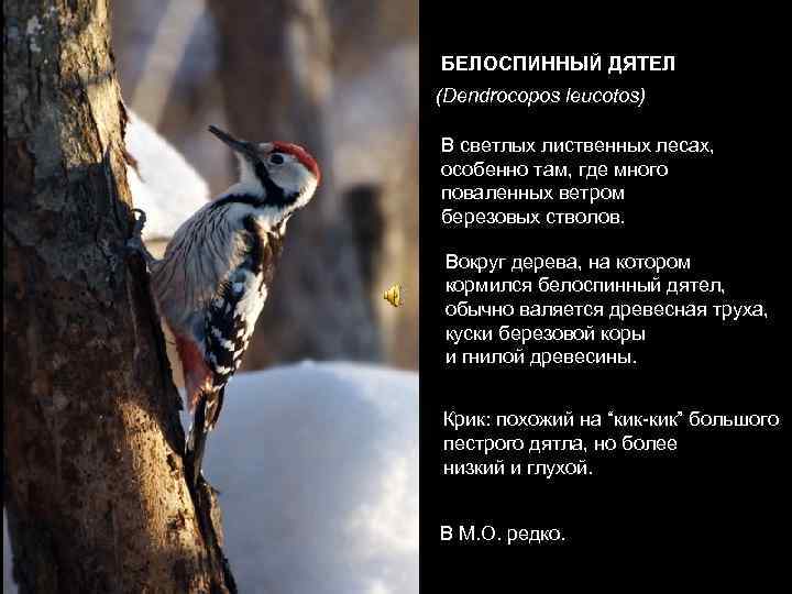 БЕЛОСПИННЫЙ ДЯТЕЛ (Dendrocopos leucotos) В светлых лиственных лесах,  особенно там, где много поваленных