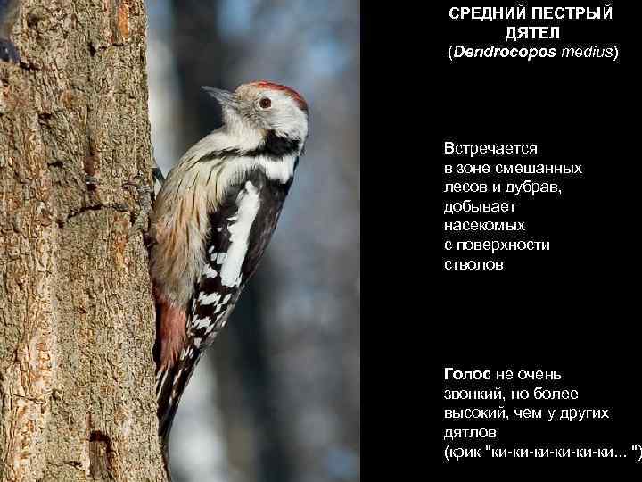 СРЕДНИЙ ПЕСТРЫЙ  ДЯТЕЛ (Dendrocopos medius) Встречается в зоне смешанных лесов и дубрав, 