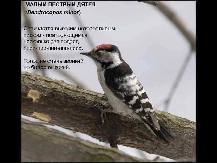 МАЛЫЙ ПЕСТРЫЙ ДЯТЕЛ (Dendrocopos minor) Отличается высоким неторопливым писком - повторяющимся несколько раз подряд