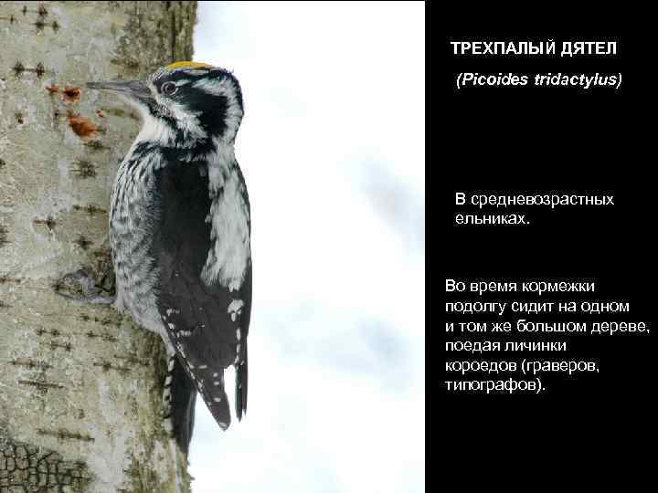 ТРЕХПАЛЫЙ ДЯТЕЛ (Picoides tridactylus) В средневозрастных  ельниках. Во время кормежки подолгу сидит на