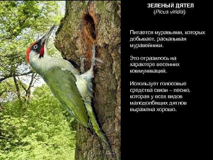  ЗЕЛЕНЫЙ ДЯТЕЛ   (Picus viridis)  Питается муравьями, которых добывает, раскапывая муравейники.