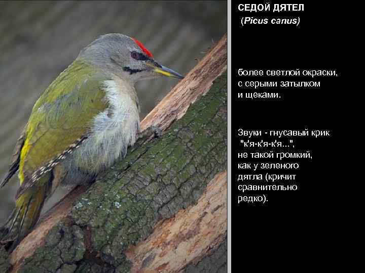 СЕДОЙ ДЯТЕЛ (Picus canus) более светлой окраски,  с серыми затылком и щеками. Звуки