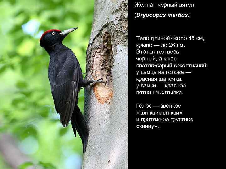Желна - черный дятел (Dryocopus martius)  Тело длиной около 45 см,  крыло