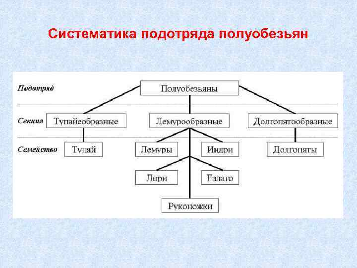 Систематика приматов схема