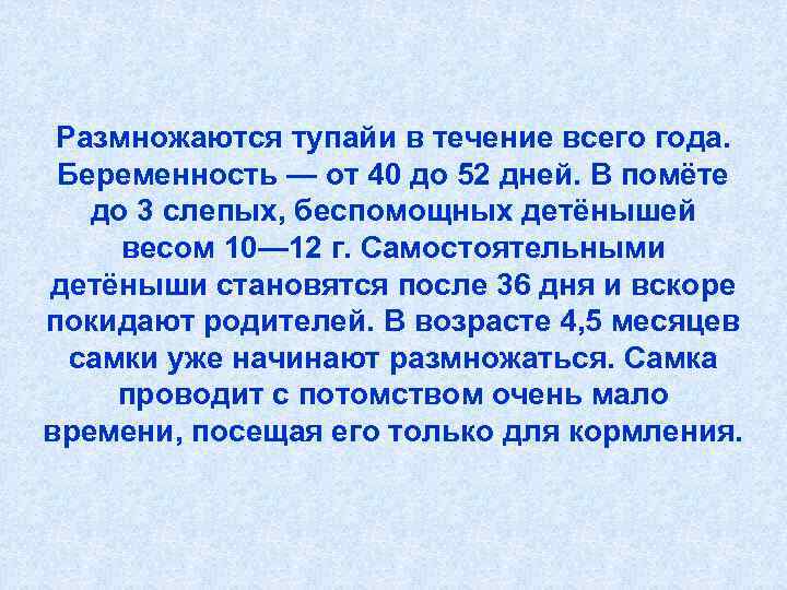  Размножаются тупайи в течение всего года.  Беременность — от 40 до 52