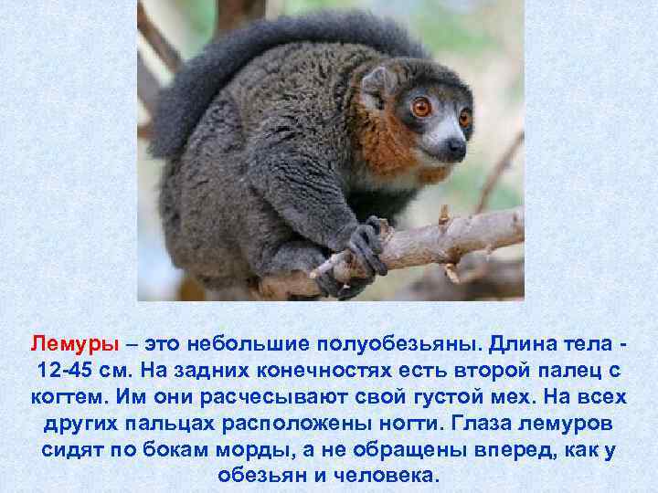 Лемуры – это небольшие полуобезьяны. Длина тела -  12 -45 см. На задних