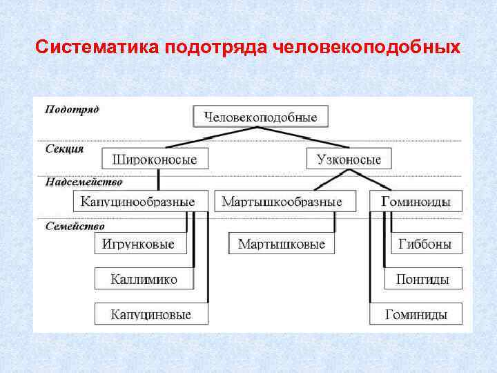 Систематика приматов схема