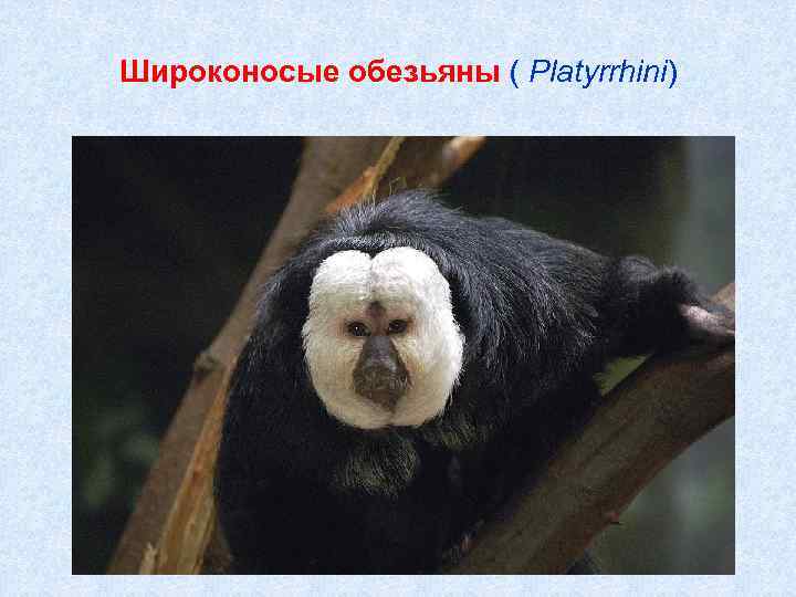 Широконосые обезьяны ( Platyrrhini) 