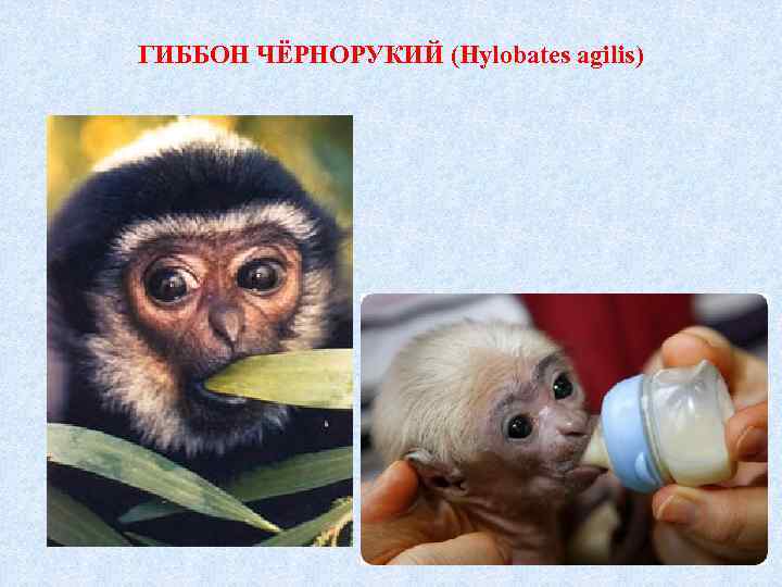 ГИББОН ЧЁРНОРУКИЙ (Hylobates agilis) 