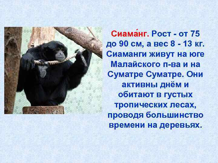   Сиама нг. Рост - от 75 до 90 см, а вес 8