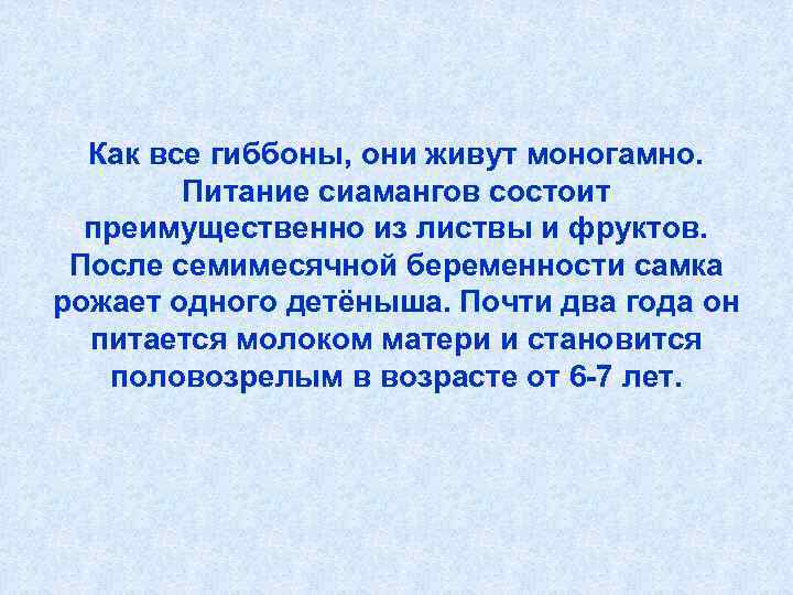  Как все гиббоны, они живут моногамно.  Питание сиамангов состоит  преимущественно из