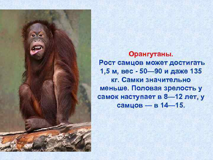   Орангутаны.  Рост самцов может достигать  1, 5 м, вес -