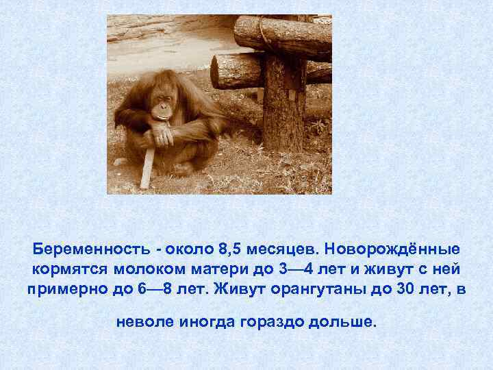  Беременность - около 8, 5 месяцев. Новорождённые кормятся молоком матери до 3— 4