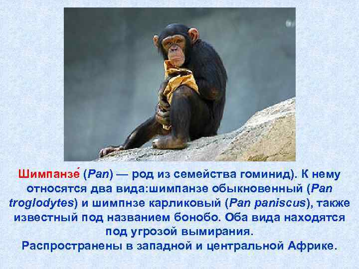 Какой род у слова шимпанзе