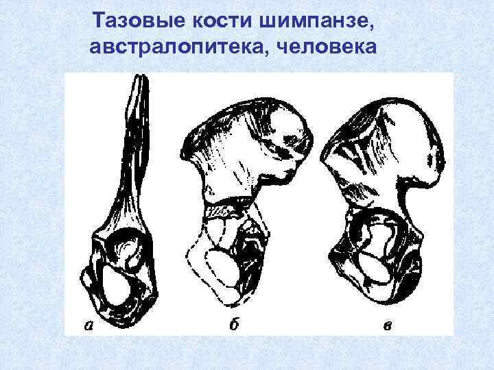 Тазовые кости шимпанзе,  австралопитека, человека 
