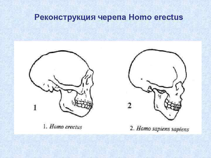 Реконструкция черепа Homo erectus 