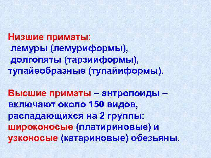 Низшие приматы:  лемуры (лемуриформы),  долгопяты (тарзииформы),  тупайеобразные (тупайиформы).  Высшие приматы