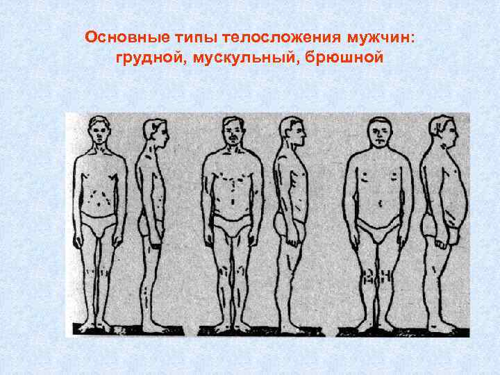 Основные типы телосложения мужчин:  грудной, мускульный, брюшной 