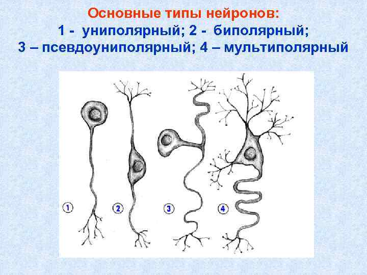 Псевдоуниполярный нейрон обозначен на рисунке