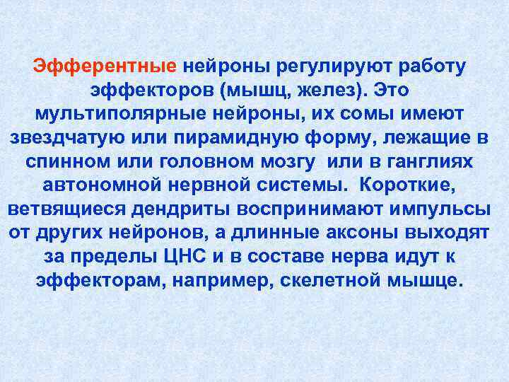 Эфферентные нейроны регулируют работу эффекторов (мышц, желез). Это мультиполярные Эфферентные нейроны регулируют работу эффекторов (мышц, желез). Это мультиполярные