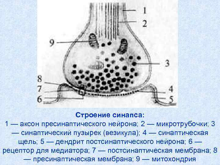 Синапс строение и функции