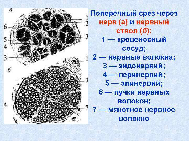Поперечный срез через нерв (а) и нервный ствол (б): 1 — кровеносный Поперечный срез через нерв (а) и нервный ствол (б): 1 — кровеносный