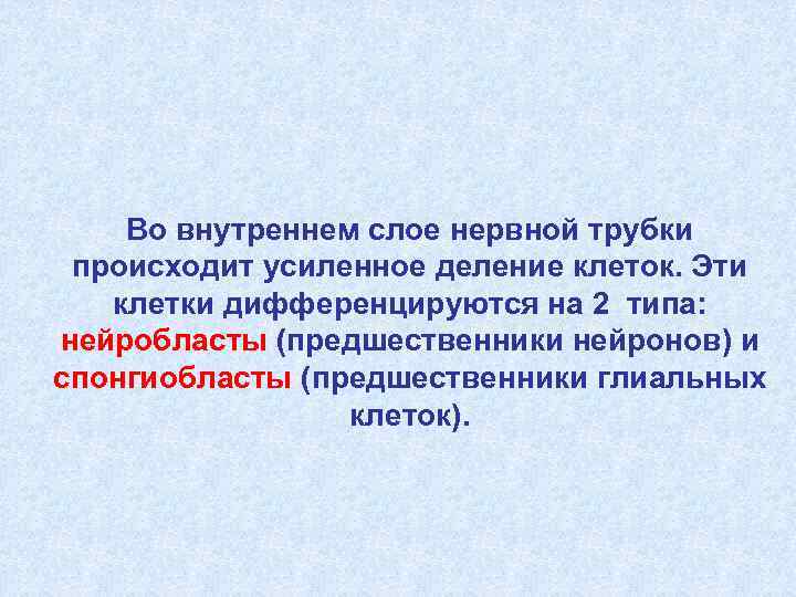   Во внутреннем слое нервной трубки происходит усиленное деление клеток. Эти  клетки