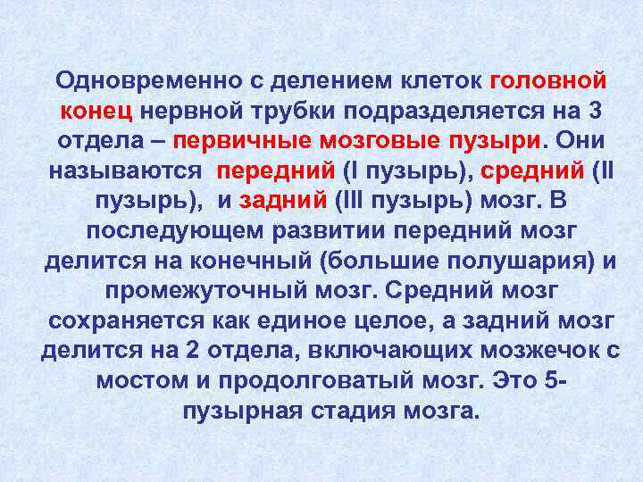  Одновременно с делением клеток головной конец нервной трубки подразделяется на 3 отдела –