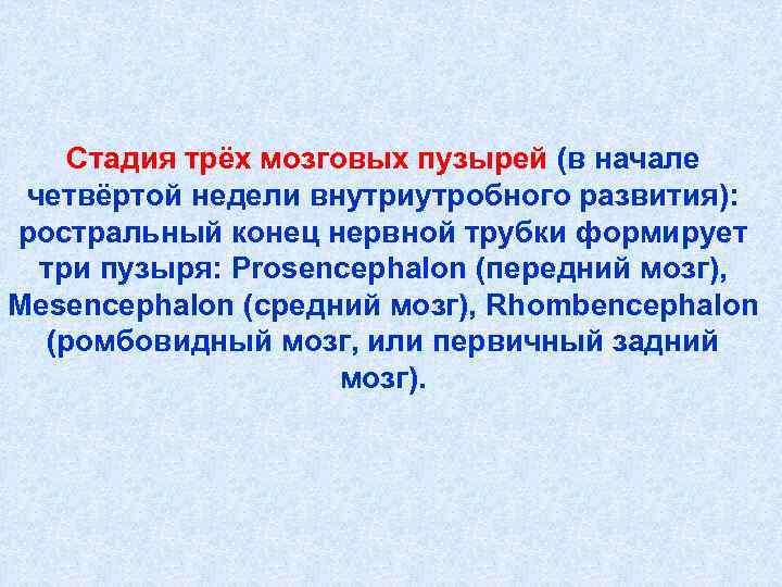  Стадия трёх мозговых пузырей (в начале четвёртой недели внутриутробного развития): ростральный конец нервной