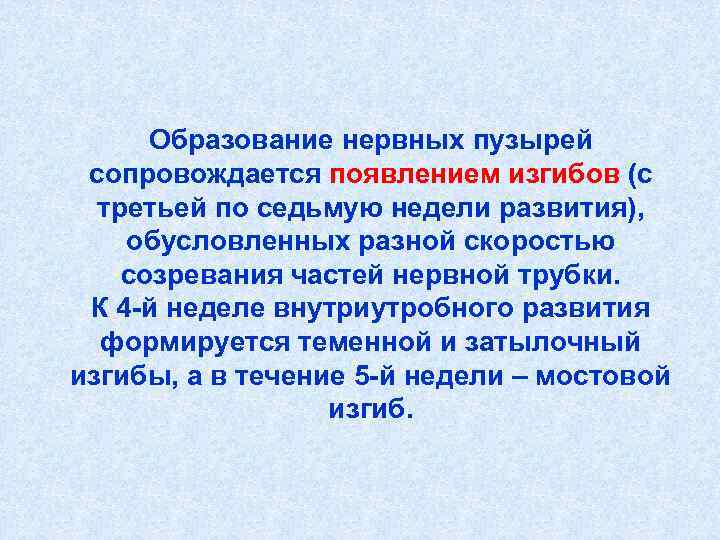  Образование нервных пузырей сопровождается появлением изгибов (с  третьей по седьмую недели развития),