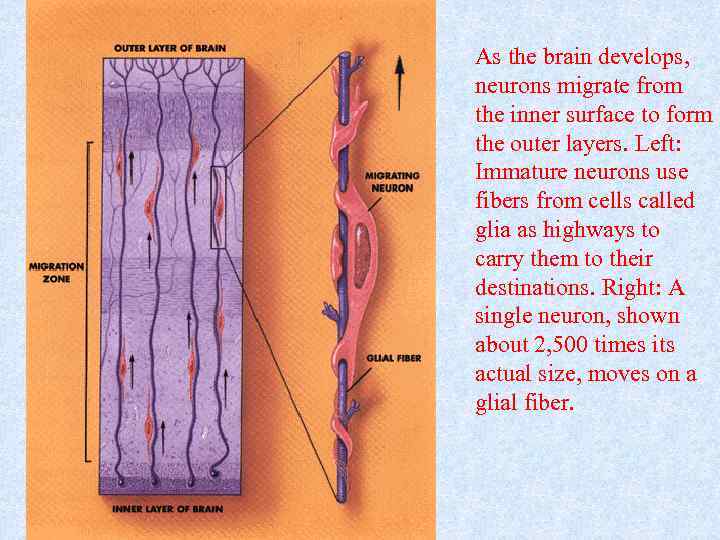 As the brain develops, neurons migrate from the inner surface to form the outer