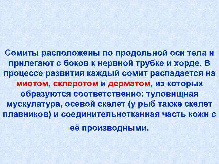 Сомиты расположены по продольной оси тела и прилегают с боков к нервной трубке и